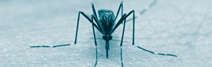 mosquito-free yard due to fly control systems