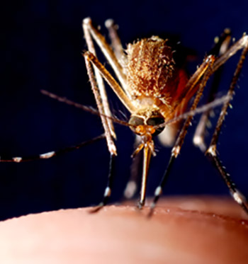 blood sucking mosquito