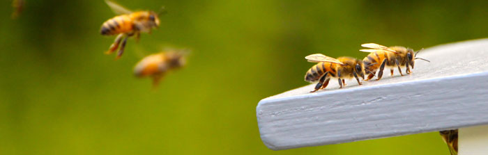 Bezpieczny dla pszczół
